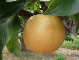 豐水梨的皮能吃嗎？吃梨子皮有什么好處？