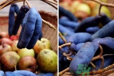 野香蕉是什么？野香蕉能吃嗎？