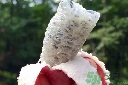 野香蕉是什么？野香蕉能吃嗎？