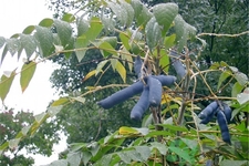 野香蕉是什么？野香蕉能吃嗎？