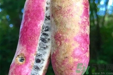 野香蕉是什么？野香蕉能吃嗎？