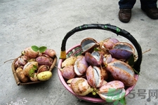 野香蕉是什么？野香蕉能吃嗎？