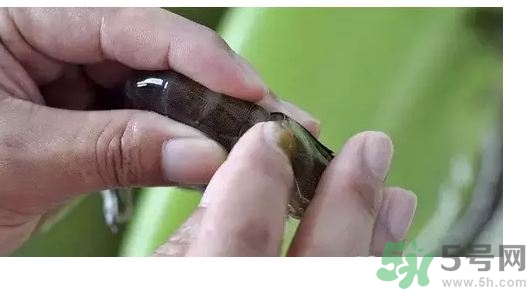 明蝦怎么去蝦線?明蝦蝦線怎么挑? 明蝦怎么去蝦線?明蝦蝦線怎么挑?