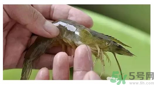 明蝦怎么去蝦線?明蝦蝦線怎么挑? 明蝦怎么去蝦線?明蝦蝦線怎么挑?