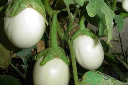 蛋樹是什么？蛋樹可以吃嗎？