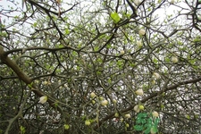 蛋樹是什么？蛋樹可以吃嗎？