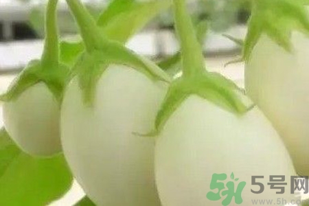 蛋樹是什么？蛋樹可以吃嗎？