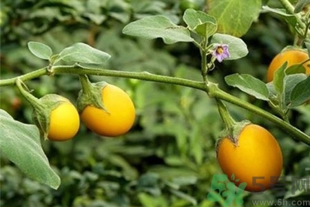 蛋樹是什么？蛋樹可以吃嗎？