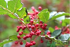 花椒可以治療打鼾嗎？花椒的好處有哪些？