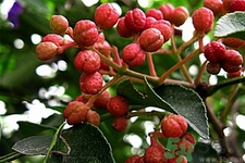 花椒可以治療打鼾嗎？花椒的好處有哪些？