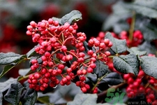 花椒可以治療打鼾嗎？花椒的好處有哪些？