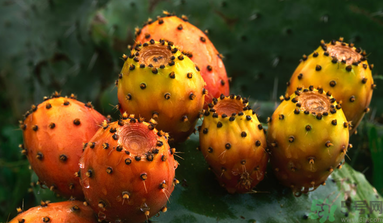 孕婦可以吃仙人掌果嗎？仙人掌果孕婦可以吃嗎？