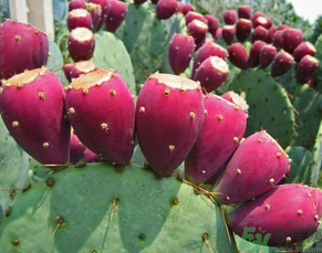 孕婦可以吃仙人掌果嗎？仙人掌果孕婦可以吃嗎？