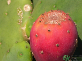 孕婦可以吃仙人掌果嗎？仙人掌果孕婦可以吃嗎？