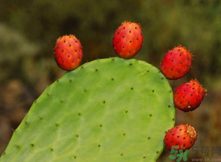 孕婦可以吃仙人掌果嗎？仙人掌果孕婦可以吃嗎？