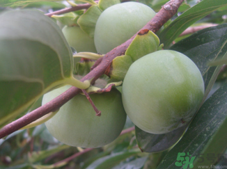 青柿子怎么去澀？青柿子為什么會(huì)澀？