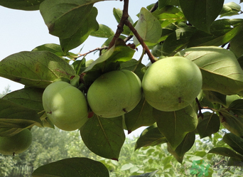 青柿子怎么去澀？青柿子為什么會(huì)澀？