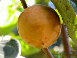 青柿子怎么泡？青柿子怎么泡好吃？