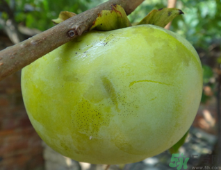 青柿子泡酒有什么作用？青柿子泡酒的功效