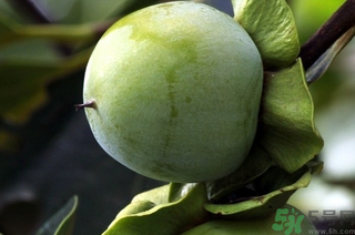 青柿子泡酒有什么作用？青柿子泡酒的功效