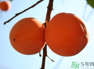 孕婦可以吃懶柿子嗎？懶柿子孕婦可以吃嗎？