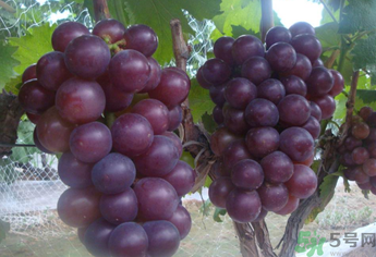 拉肚子能吃葡萄嗎？拉肚子吃什么食物好？