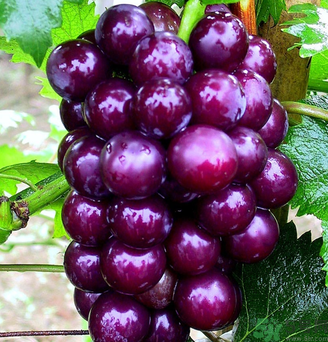 拉肚子能吃葡萄嗎？拉肚子吃什么食物好？