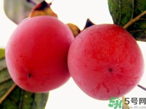 吃野柿子有什么好處？野柿子有什么藥用價值？