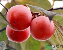 吃野柿子有什么好處？野柿子有什么藥用價值？