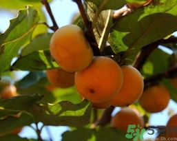 吃野柿子有什么好處？野柿子有什么藥用價值？