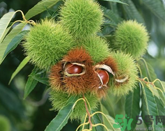 ?吃板栗會胖嗎？?吃板栗會不會發(fā)胖？