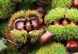 晚上吃板栗會(huì)胖嗎？晚上吃板栗好嗎？