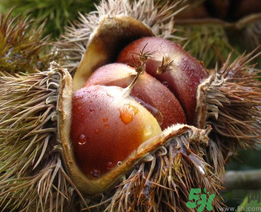 晚上吃板栗會(huì)胖嗎？晚上吃板栗好嗎？