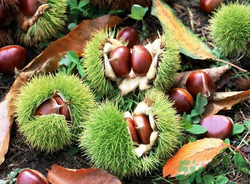 吃板栗會(huì)便秘嗎？板栗吃多了會(huì)便秘嗎？