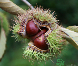 吃板栗會(huì)便秘嗎？板栗吃多了會(huì)便秘嗎？