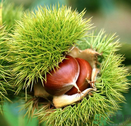 吃板栗會(huì)便秘嗎？板栗吃多了會(huì)便秘嗎？