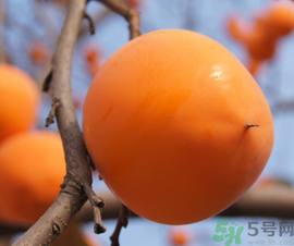 空腹吃柿子好嗎？空腹吃柿子會怎么樣？