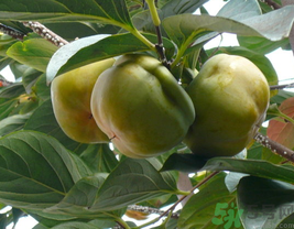 空腹吃柿子好嗎？空腹吃柿子會怎么樣？