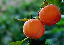 吃柿子會(huì)胖嗎？柿子吃多了會(huì)胖嗎？