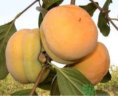 吃柿子會(huì)胖嗎？柿子吃多了會(huì)胖嗎？