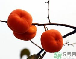 吃柿子會(huì)胖嗎？柿子吃多了會(huì)胖嗎？