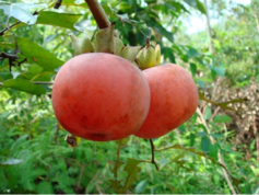 柿子吃了上火嗎？吃柿子上火嗎？