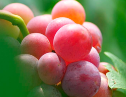 柿子吃了上火嗎？吃柿子上火嗎？