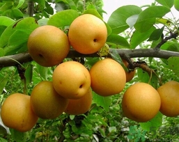 吃豐水梨的好處？豐水梨好吃嗎？