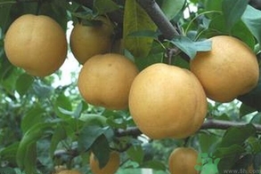 吃豐水梨的好處？豐水梨好吃嗎？