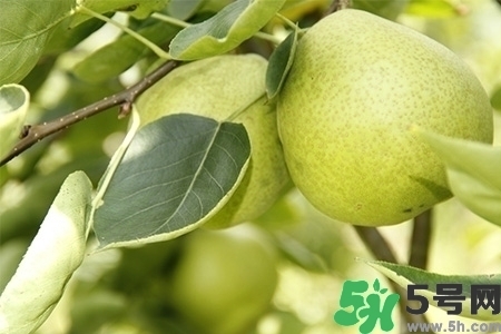 梨子不能和什么一起吃？梨子不能與什么同食？