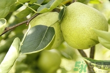 梨子是熱性還是涼性？梨子是溫性還是寒性？