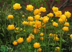 孕婦能喝金蓮花嗎?孕婦能喝金蓮花有什么好處 孕婦能喝金蓮花嗎?孕婦能喝金蓮花有什么好處