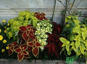 紫蘇葉是什么東西？紫蘇葉的功效與作用及禁忌