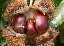 板栗可以放冰箱嗎？板栗能放多久？